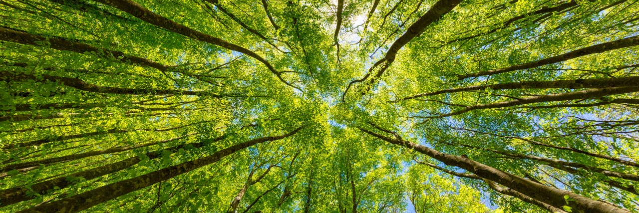 sequoia epanouissement et bien etre grâce à une eau de qualité